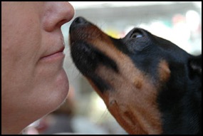Human and dog face to face communicating